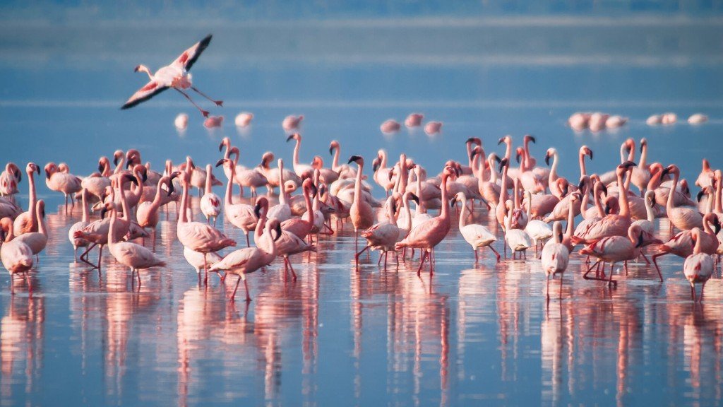 Scenic view · Lake Manyara National Park