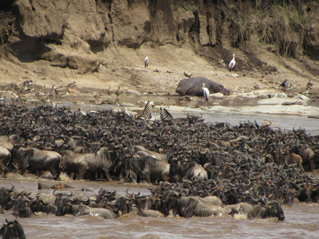 Wildebeest herd crossing a river during the Great Migration